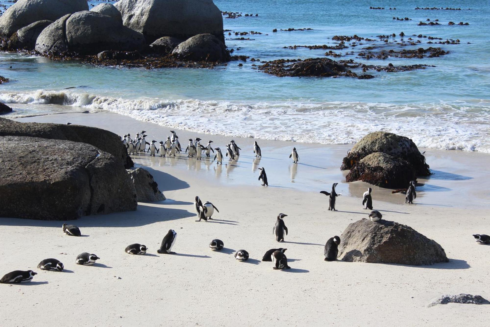 Boulders Beach House Simon's Town Ngoại thất bức ảnh