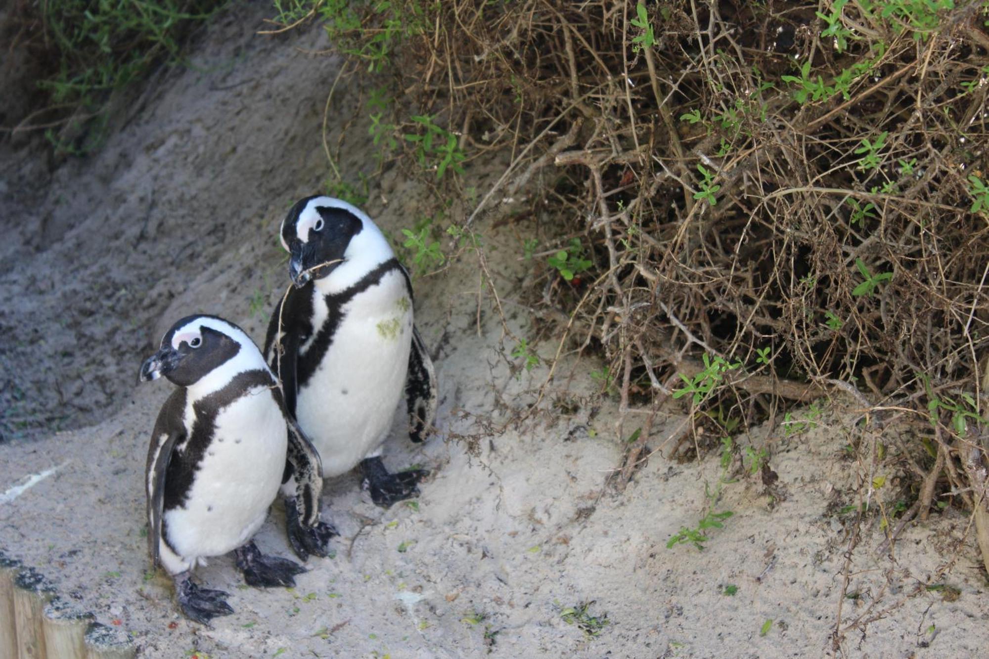 Boulders Beach House Simon's Town Ngoại thất bức ảnh